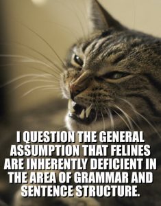 lolcat-i-question-the-general-assumption-that-feli1