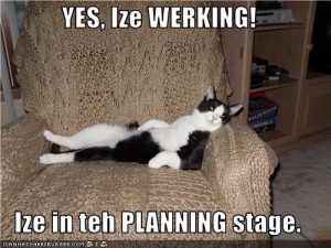 funny-pictures-cat-is-planning-to-work