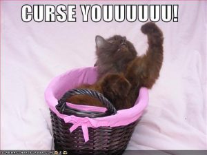funny-pictures-angry-cat-curses-you