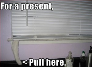 cat-blinds-tail-present